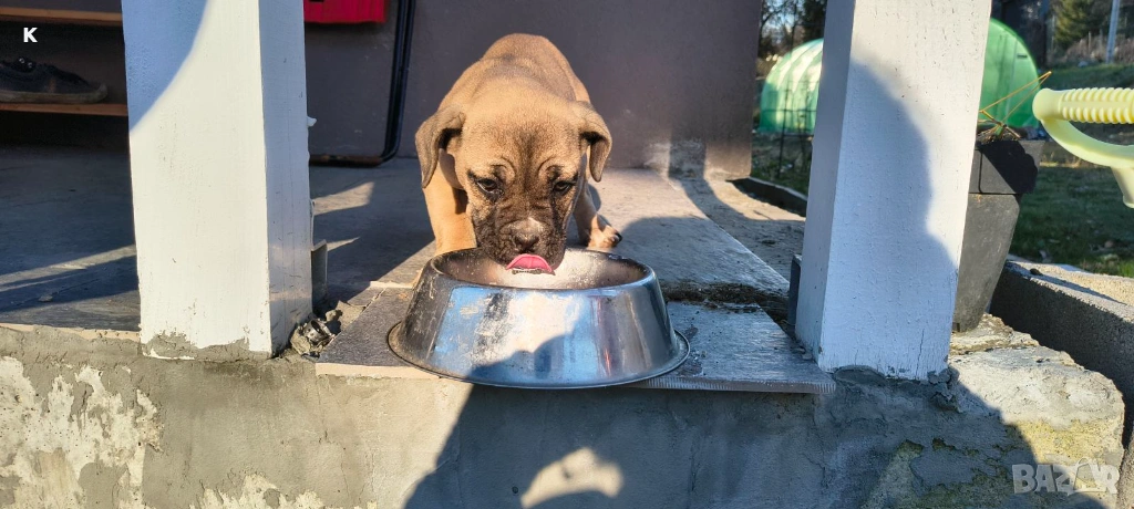 Кане корсо, снимка 1