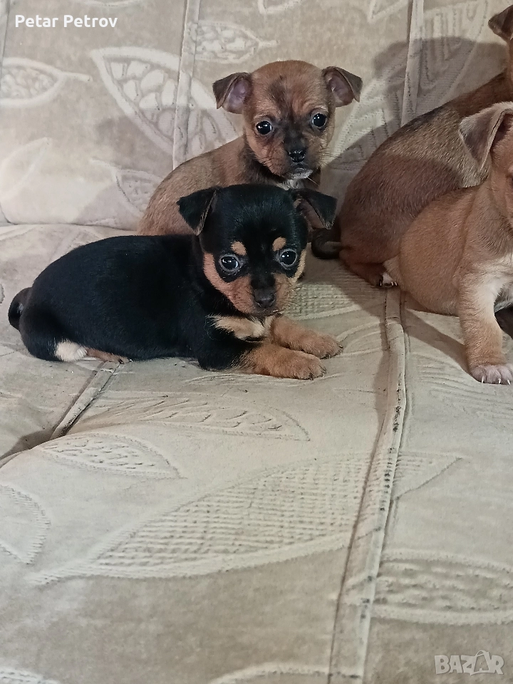 мини чиху пинчер , снимка 1