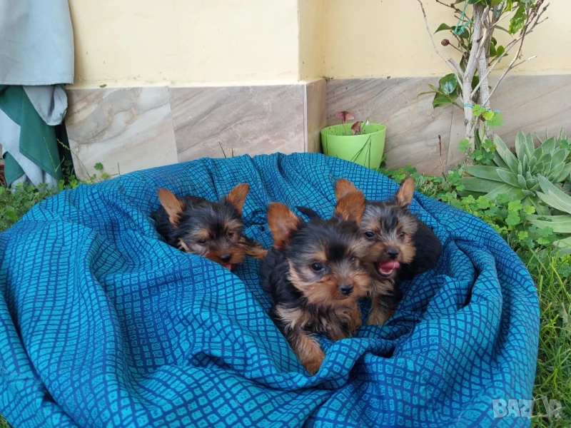  йоркширски териер , снимка 1