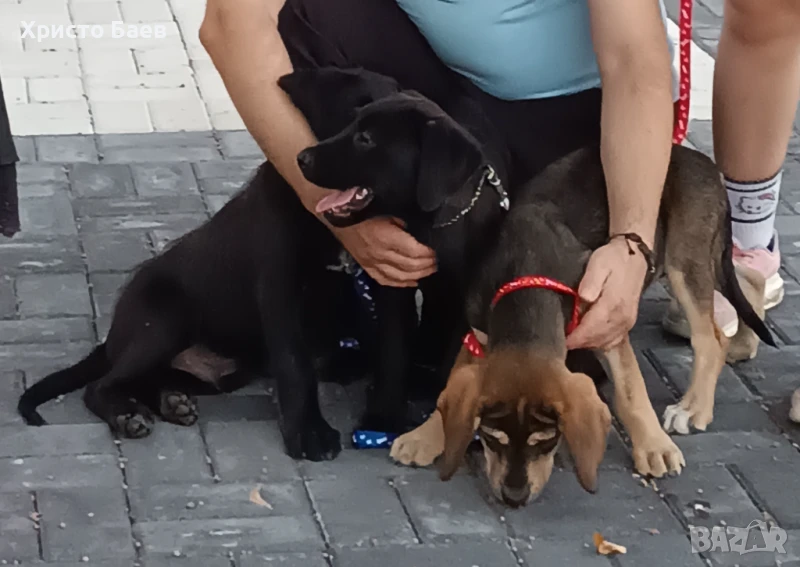 Подарявам кученца кръстоска с майка Лабрадор, снимка 1