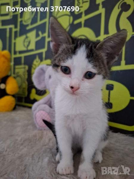 Мъжко котенце на 2,5месеца, снимка 1
