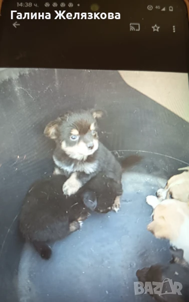 Кученца чихо-пинчер, снимка 1