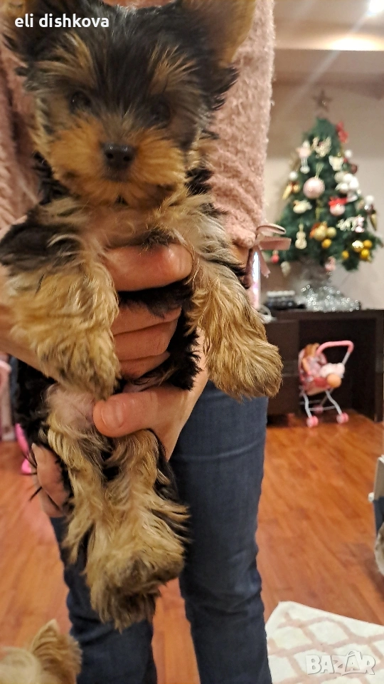 мини йорки , снимка 1