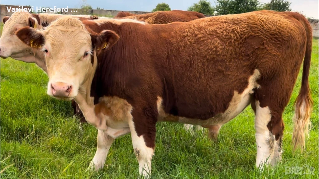 Елитни бикове Херефорд, снимка 1