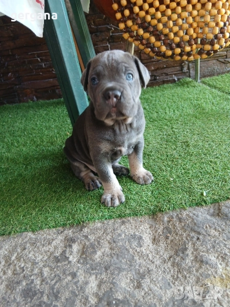 малки кане корсо , снимка 1