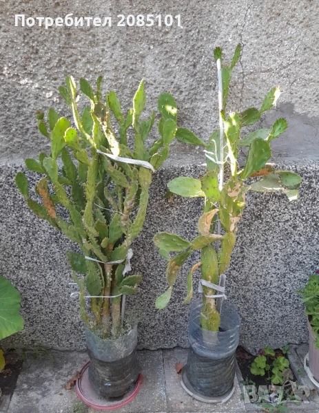 Кактуси, снимка 1