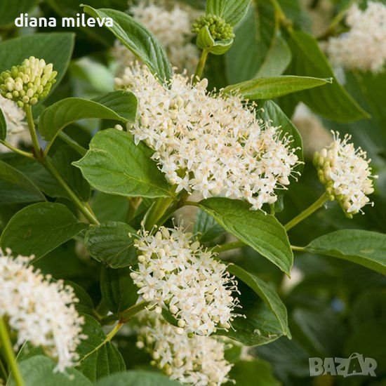 Корнус, Декоративен дрян, Cornus sericea 'Flaviramea', снимка 1