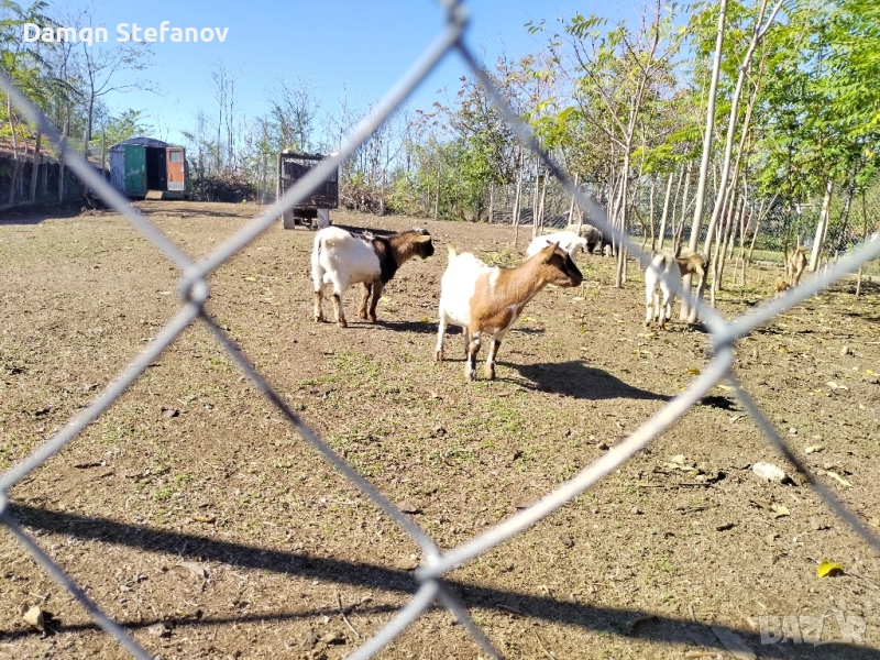 мини холандско джудже мъжко , снимка 1