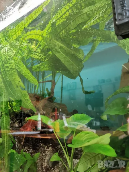 Продавам анубиас и гигантска криптокорина Helena хищни охлюви, снимка 1