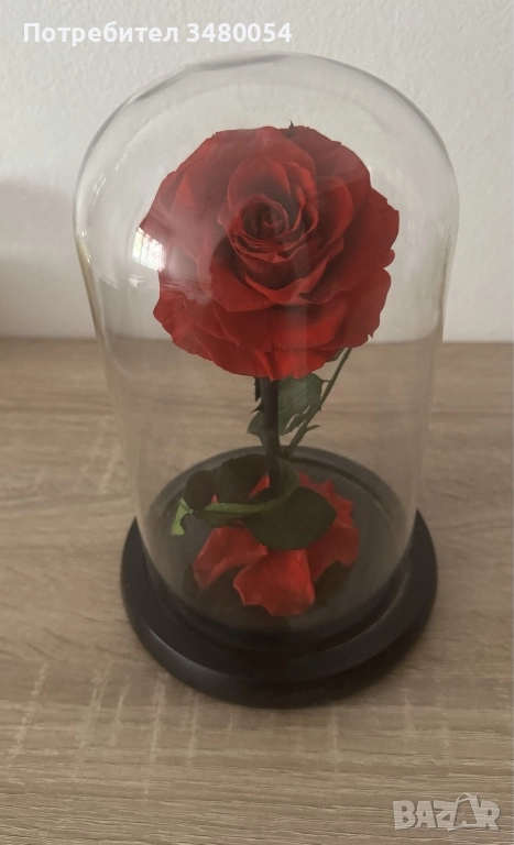 Вечерна роза в стъкленица, снимка 1