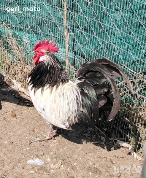 Оплодени яйца от Лакенфелдер, снимка 1