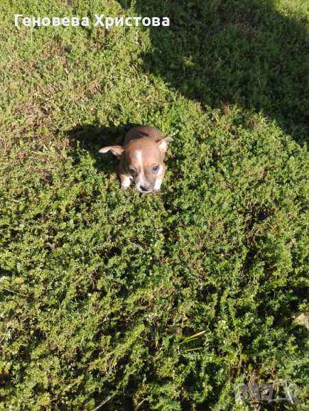 Чистокръвни пинчери!Мъжко и женско на 45 дни!, снимка 1