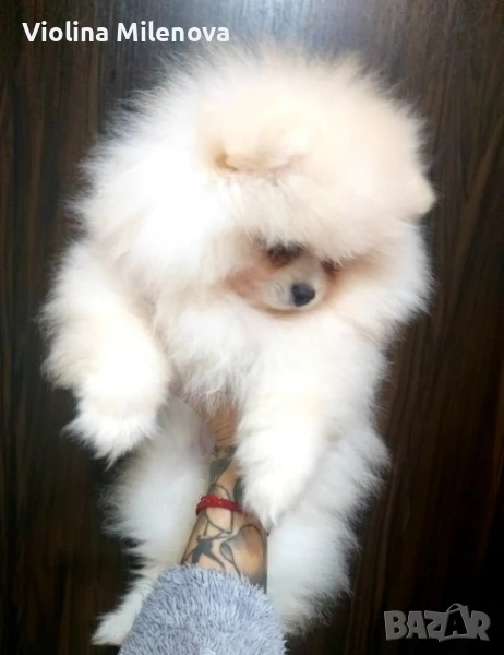 Памерани от родословни родители, снимка 1