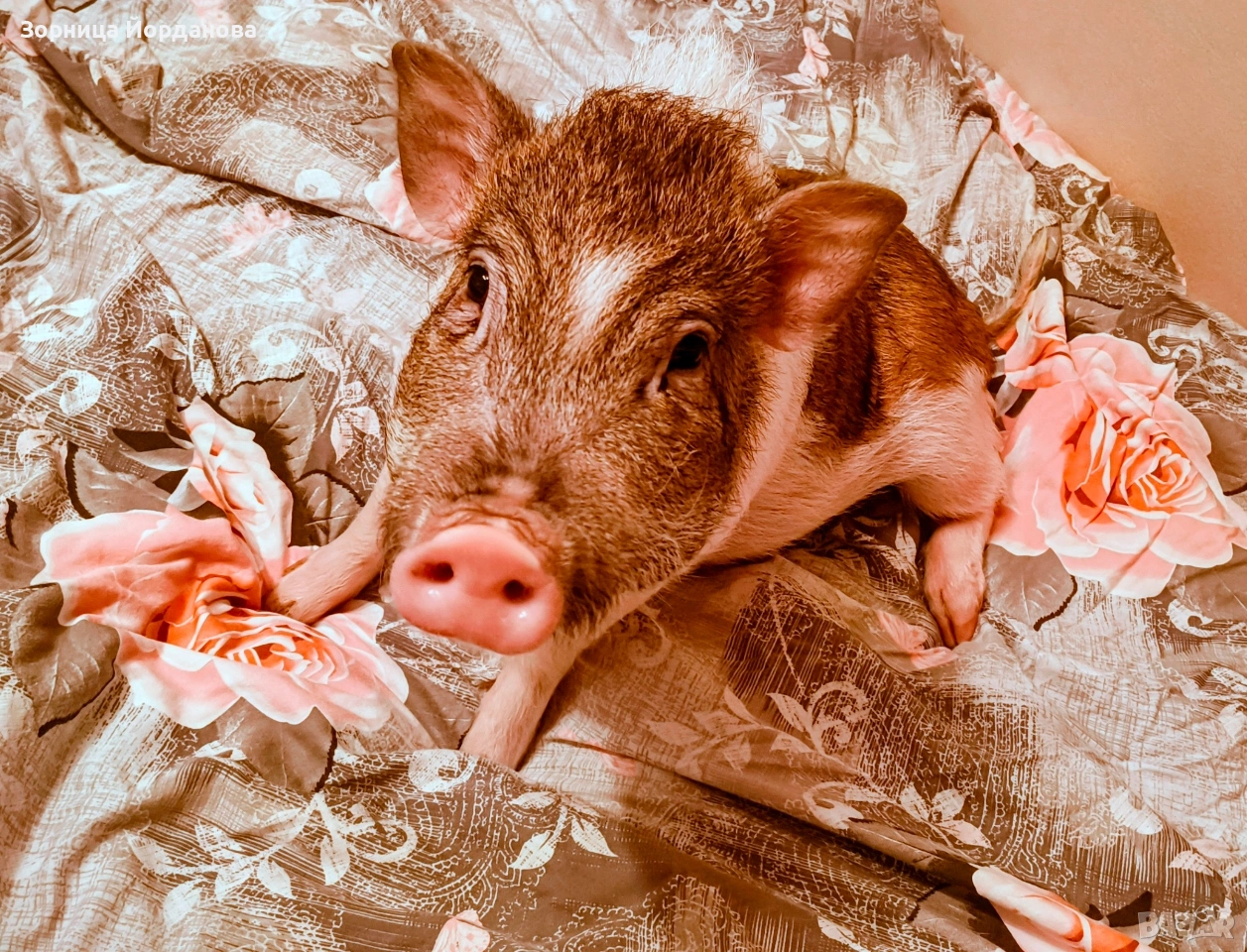 Мини прасенце, снимка 1