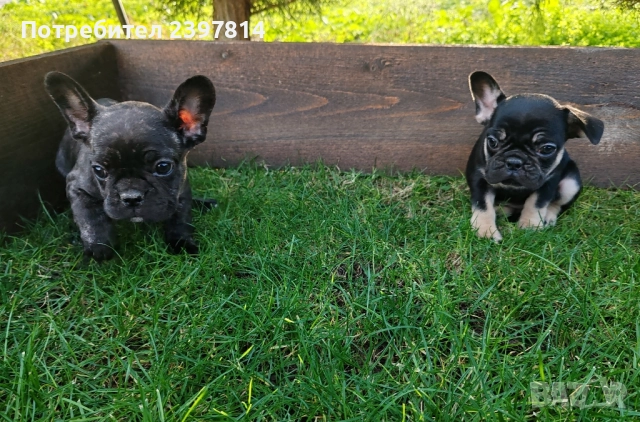 Френски булдог , снимка 6 - Френски булдог - 52372599