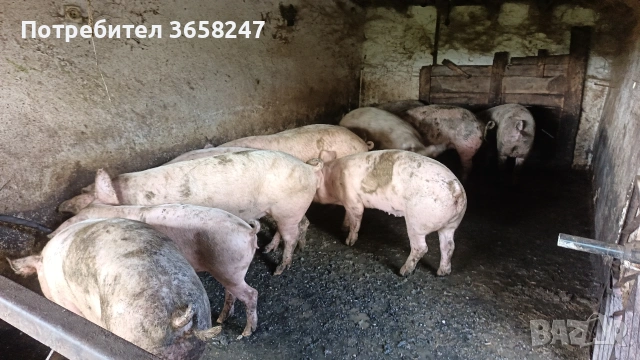домашни прасета от 80-120кг