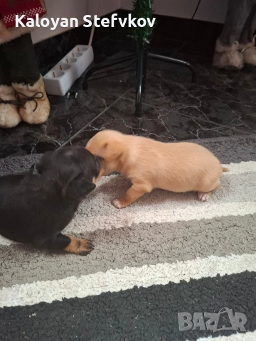 мини пинчер , снимка 5 - Пинчер - 52882492