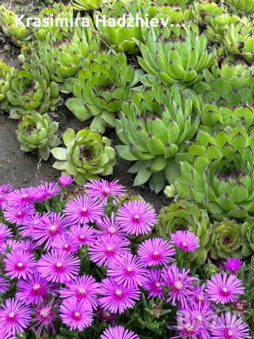 Сукуленти  Дебелец / Алпийска  роза. Много видове и размери Закалени са Растат на двора в еко градин, снимка 5 - Градински цветя и растения - 22214213