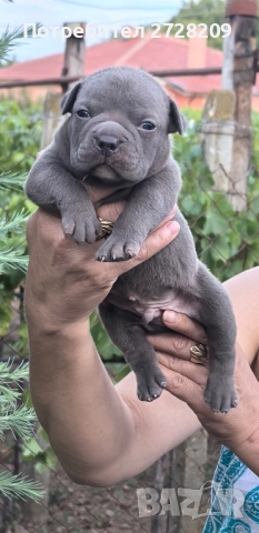 Американско Були Покет/ American Bully Pocket, снимка 5 - Питбул - 51488455