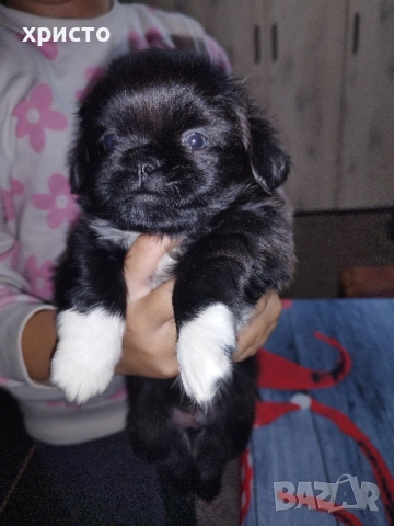 Чистокръвни Пекинези!!, снимка 4 - Пекинез - 52438303