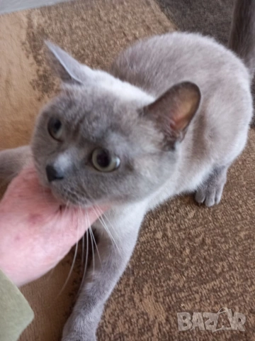 Британка колор пойнт , снимка 10 - Британска късокосместа - 53051467