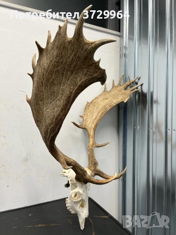 Много Красив трофей от Елен лопатар, снимка 2 - Други - 50469812