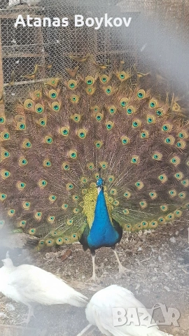 продавам пауни