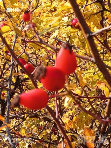 Шипков мармалад буркан 720мл 17лв Без захар 10лв