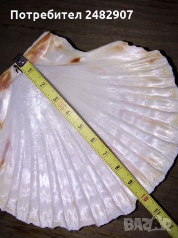 Океански миди, снимка 5 - Декорация за дома - 28106947