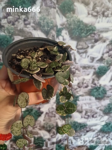 Вариегатна церопегия., снимка 3 - Стайни растения - 53015197