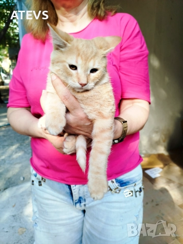 Малко рижо коте търси дом - спешно!, снимка 2 - Други - 51694320