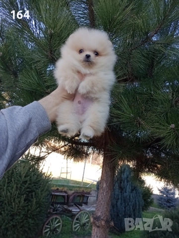 Мини момченце. Померан. Реални снимки от 29.12.25 г. , снимка 7 - Померан - 52946010