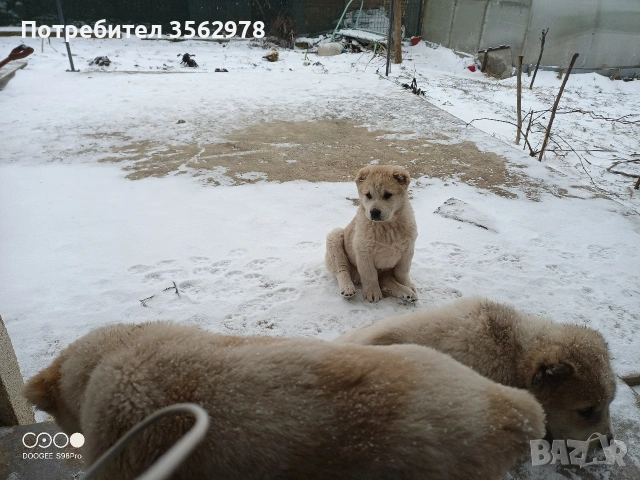 САО Алабай , снимка 2 - Алабай - 53299923