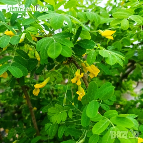 Карагана плачеща, Caragana arborescens pendula, снимка 4 - Градински цветя и растения - 52922912