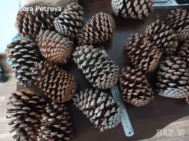 Шишарки от Черен, Бял и Морски бор, и смърч за декорация, снимка 6 - Други услуги - 53606309
