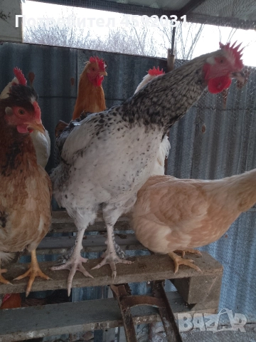 Петлета, снимка 16 - Кокошки и пуйки - 52930601