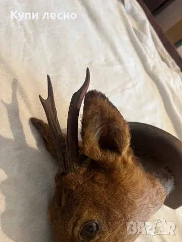 Трофей от сръндак, снимка 3 - Антикварни и старинни предмети - 48640900