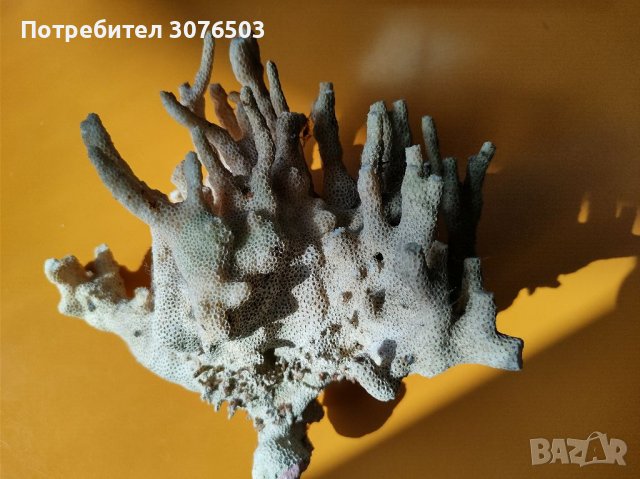Стилофора корал, снимка 2 - Други - 37192946