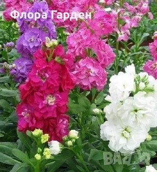 СЕМЕНА - Цветя едногодишни, снимка 2 - Сортови семена и луковици - 44836072