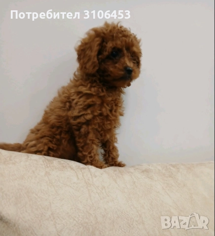 Пудел той / poodle toy