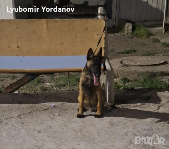 Белгийска малиноа 5 месеца, снимка 3 - Белгийска овчарка - 52382792