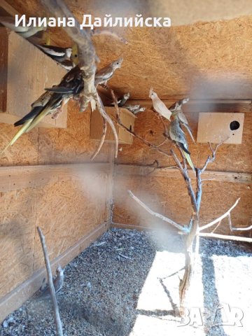 КОРЕЛИ И ПОЙНИ ПАПАГАЛИ , снимка 7 - Папагали - 44035689