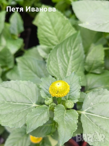 Акмела , снимка 5 - Стайни растения - 52512209