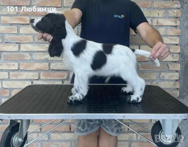 Английски кокер шпаньоли, снимка 7 - Кокер шпаньол - 47510914