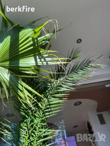 Финикова Палма , снимка 3 - Градински цветя и растения - 52943034