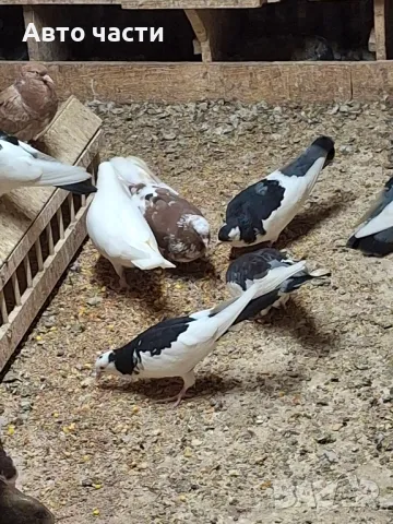 пазарджишки гълаби , снимка 14 - Гълъби - 48938177