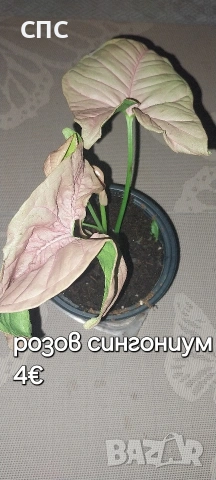 Розов сингониум 