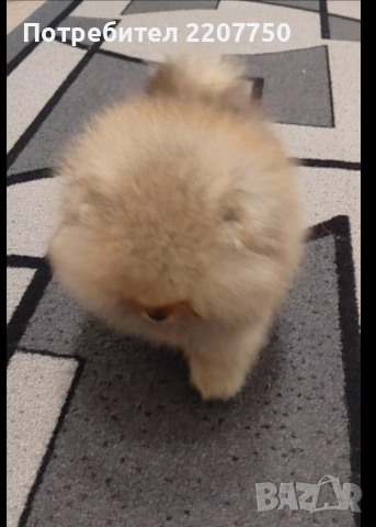 продавам померан , снимка 2 - Померан - 52437873