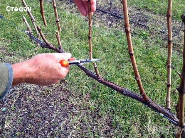 Резитба на лозя