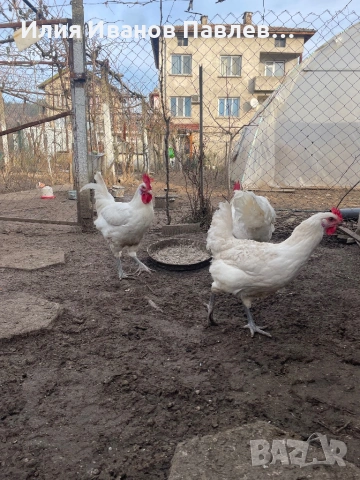 Яйца бяло брезе, снимка 3 - други­ - 53524511